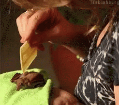 Adorable Animals Cute GIF