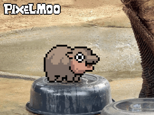 Adorable Bowl GIF