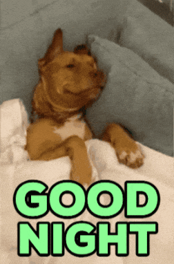 Adorable Dog Bed Time GIF