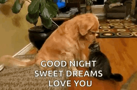Adorable Dog GIF