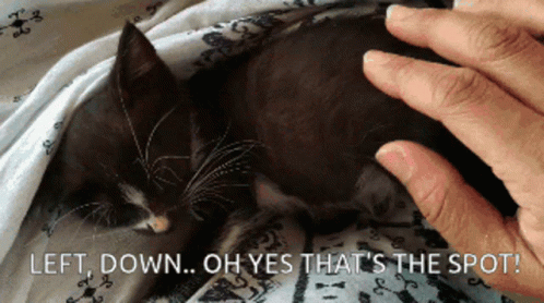 Aegean Cat Black Cat GIF