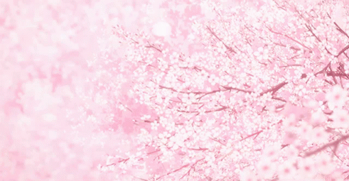 Aesthetic Sakura GIF. This 498 x 258 animated GIF is part of our pastel aesthetic collection. Related themes include aesthetic, pink, sakura. Created by…