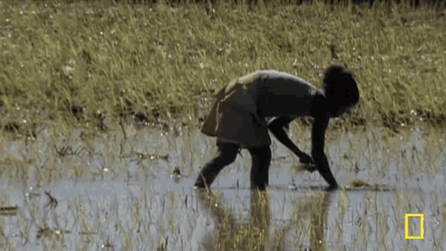 Agriculture Farming GIF