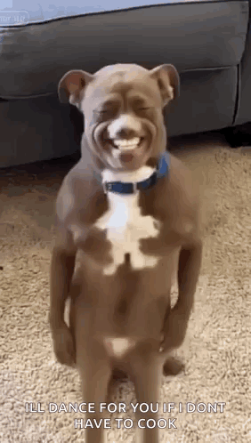 Ai Ai Dog GIF