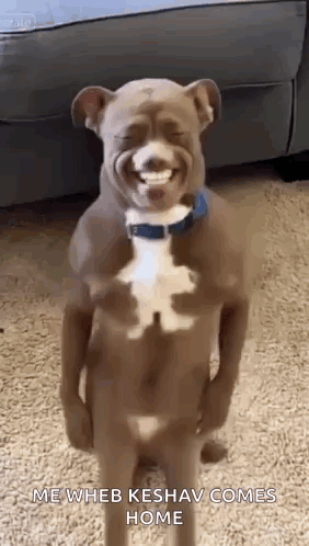Ai Ai Dog GIF