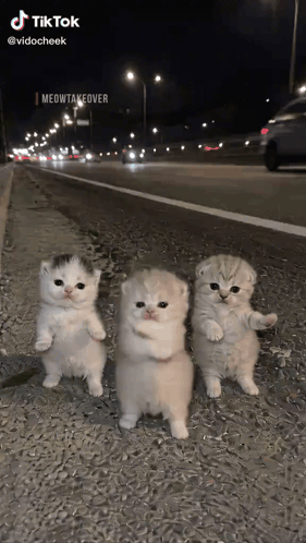 Ai Cat GIF