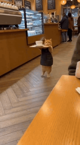 Ai Cat Serve Coffe GIF