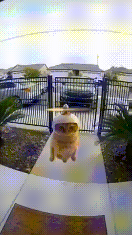 Ai Cat With A Helicopter Helmet Doorbell Cam Nosolohit GIF