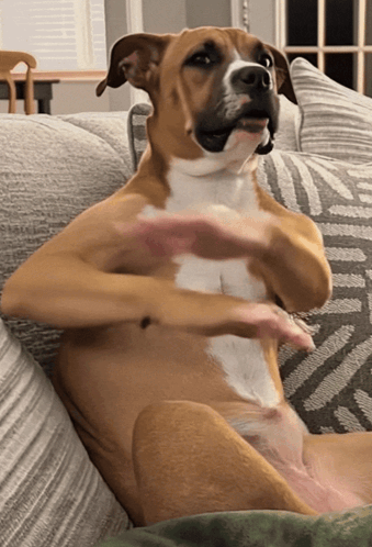 Ai Dog GIF