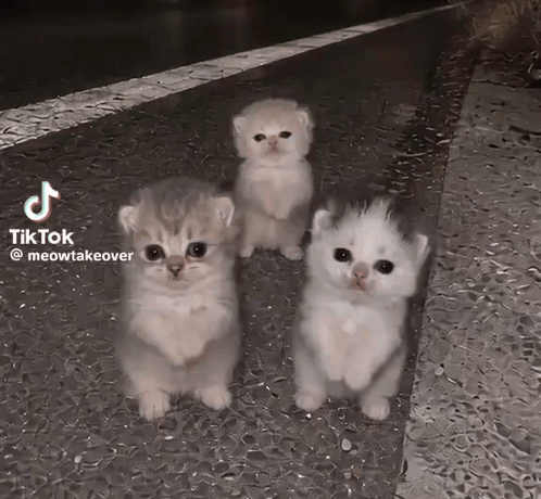 Ai Kitty Dance GIF