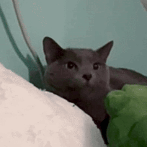 Airplane Ears Jojo GIF