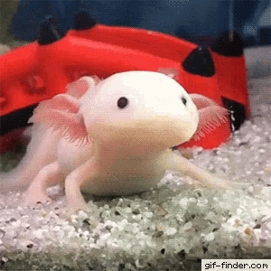 Ajolote Lento GIF
