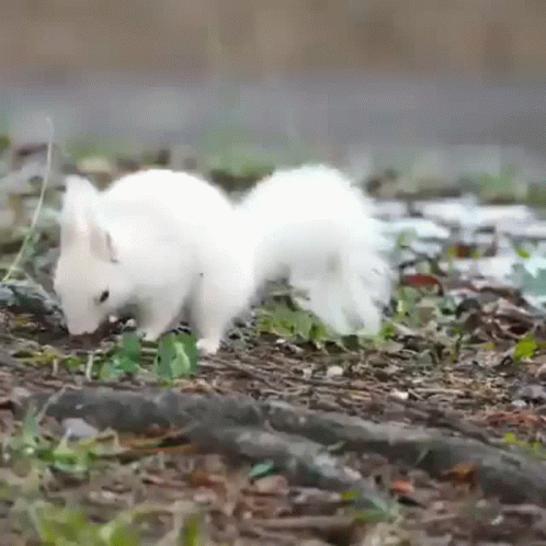 Albino Squirrel GIF. This 498 x 498 animated GIF is part of our funny squirrel collection. Created by YESiAMgay. View the original animation, share it, or…