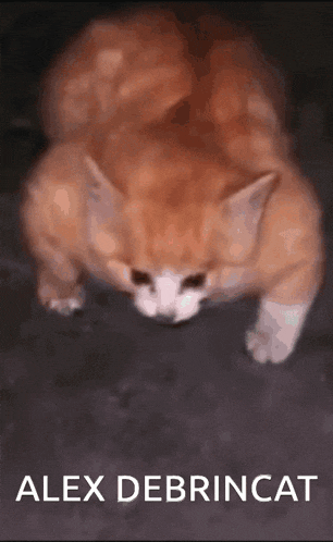 Alex Debrincat GIF