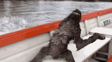 Alien Or Sloth GIF
