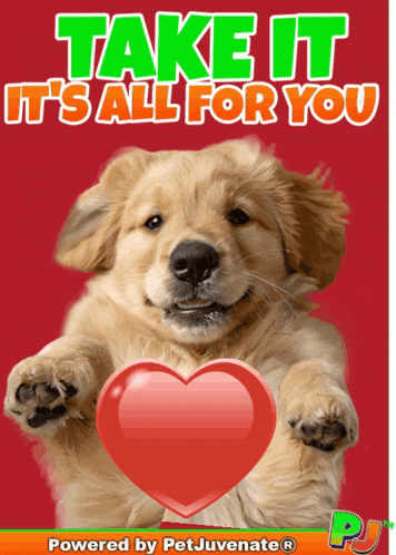 All My Love My Lover GIF