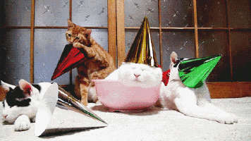 All Partied Out GIF