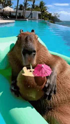 Allieranae Capybara GIF