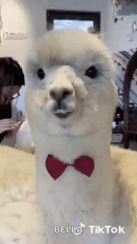Alpaca Chewing GIF. This 281 x 498 animated GIF is part of our lhama cuspindo collection. Related themes include cute, eating. Created by BexDaly. View the…