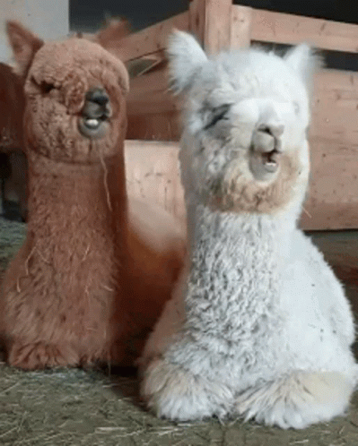 Alpaca Eating GIF. This 399 x 498 animated GIF is part of our lama collection. Related themes include eating. Created by BlackKite84. View the original…