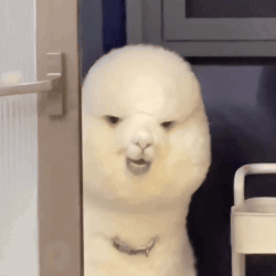 Alpaca Llama GIF. This 250 x 250 animated GIF is part of our lama collection. Created by lyssinfinite. View the original animation, share it, or browse…