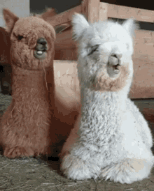 Alpaca GIF. This 220 x 274 animated GIF is part of our lama collection. Created by LaurynChew. View the original animation, share it, or browse related GIFs.