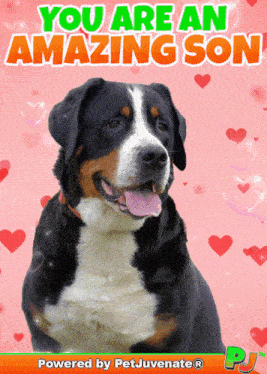 Amazing Son My Son GIF