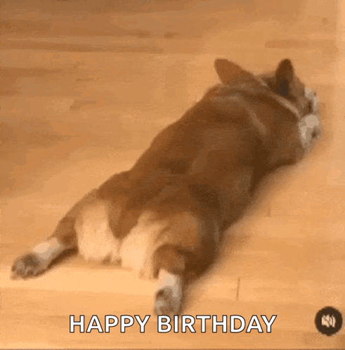 Amdi Dog GIF