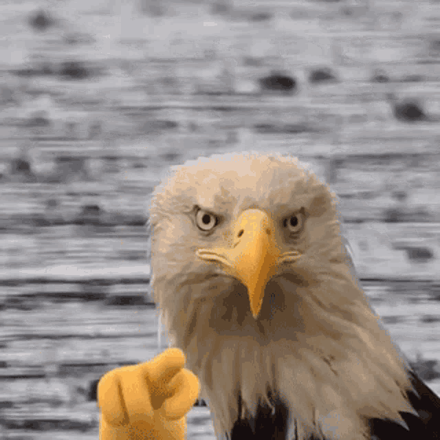 America Team America GIF
