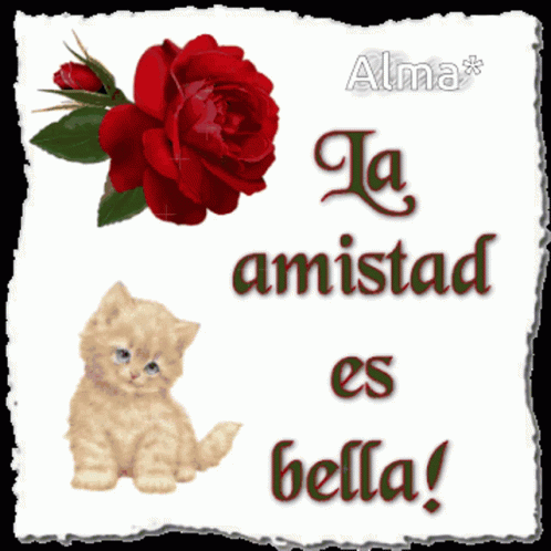Amistad Gatito GIF