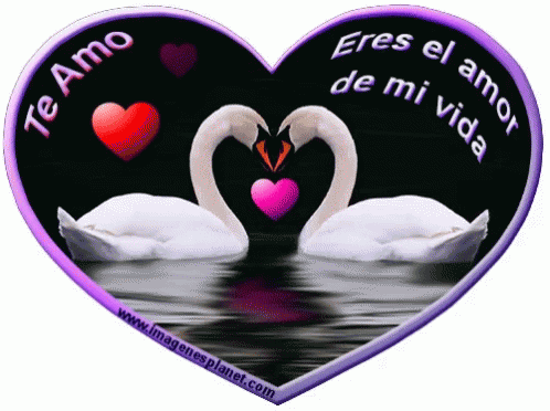Amor GIF