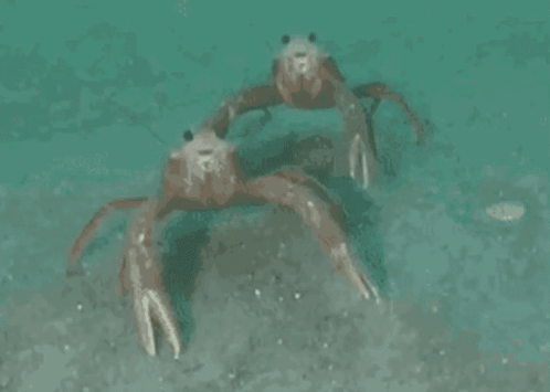An American Werewolf In London Aawil GIF