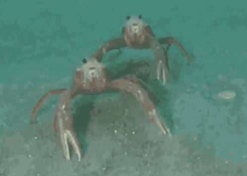 An American Werewolf In London Aawil GIF