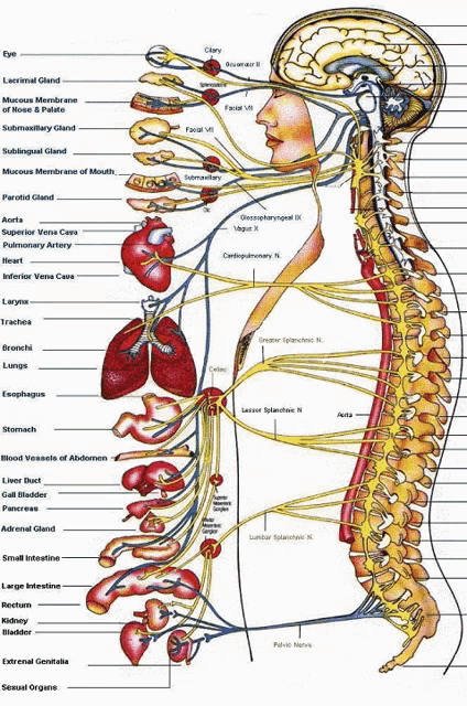 Anatomy Chart GIF