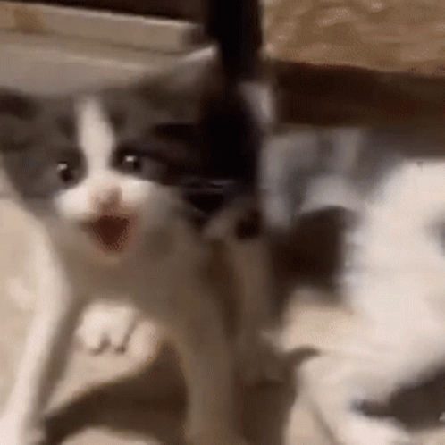 Anger Rage GIF