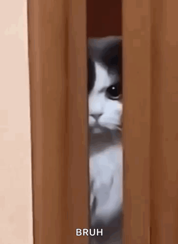 Angry Angry Cat GIF