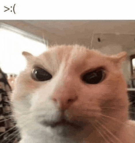 Angry Angry Cat Meme