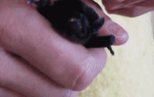 Angry Bat Bat GIF