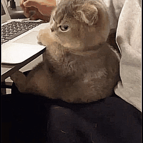 Angry-cat Angry-cat-zoom GIF