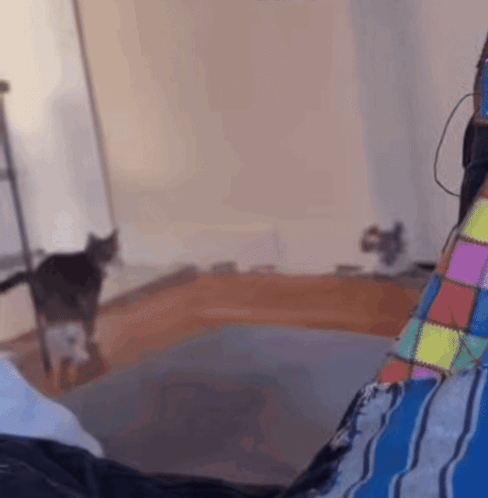 Angry Cat Hiss GIF
