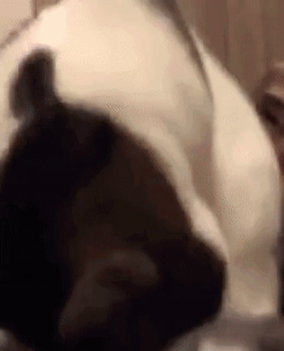 Angry Cat Linx Linxy Hiss Hatred GIF