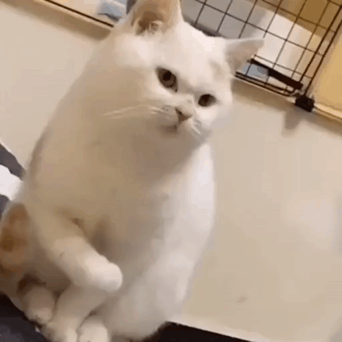 Angry Cat Paw GIF