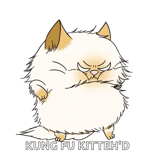 Angry Cat Persian Cat GIF