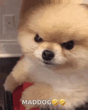 Angry Dog GIF