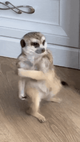 Angry Meerkat Meerkat Fight GIF