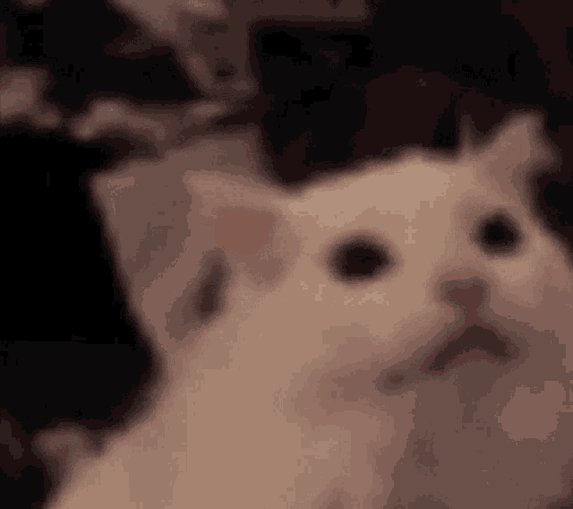 Angry Meme GIF