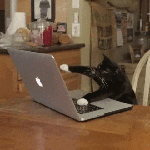 Angry Typing Kitty GIF