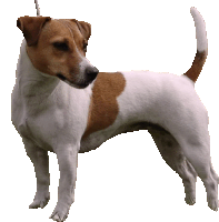 Animal Sticker