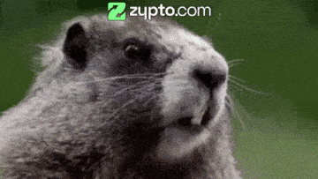 Animal Love Animal Screams GIF