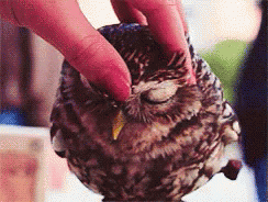 Animal Owl GIF